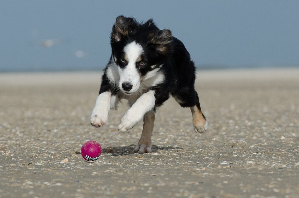 border collie, ball, running dog-662703.jpg